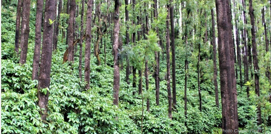 Coffee Estates
