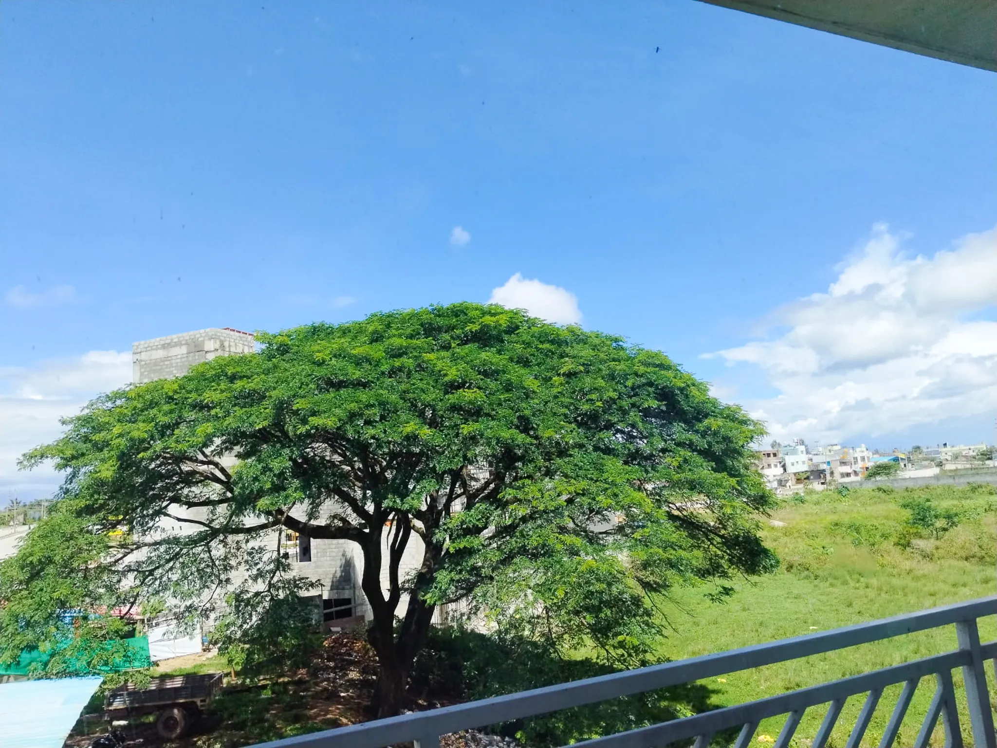 Lush greenery surrounding the hotel